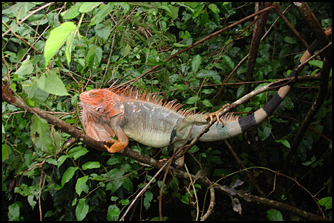 Costa Rica