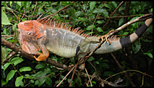 Costa Rica