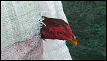 Costa Rica
