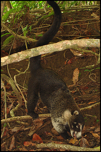 Costa Rica
