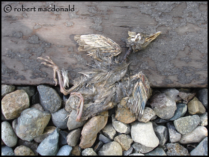 Dead Bird