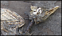 Dead Bird