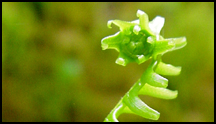 fern