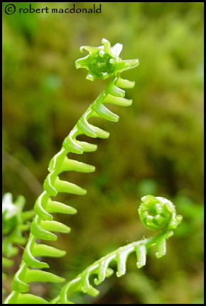 Fern