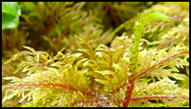 fern