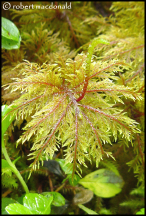 Fern