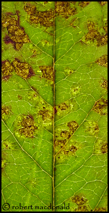 leaf