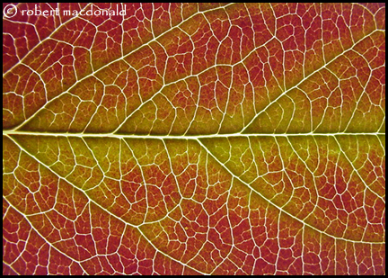 leaf