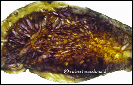 Potato Chip