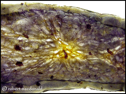 Potato Chip