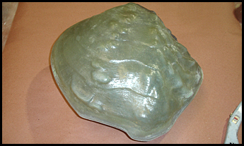 Mussel