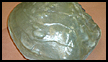 Mussel