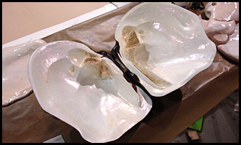 Mussel