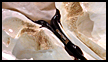 Mussel