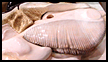 Mussel