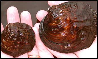 Mussel