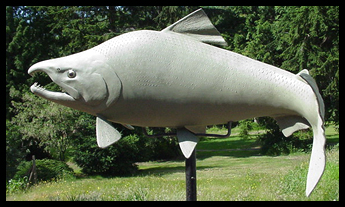 Salmon