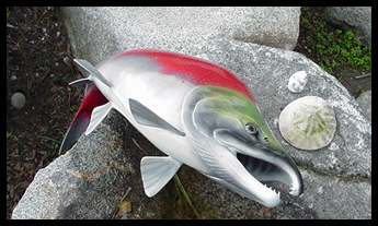 Salmon