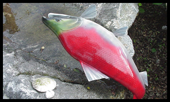 Salmon