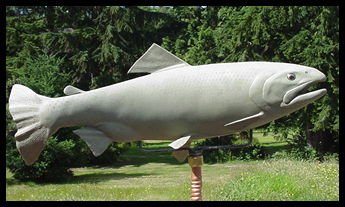 Salmon