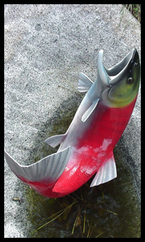 Salmon