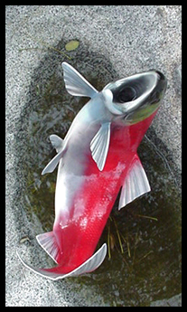 Salmon