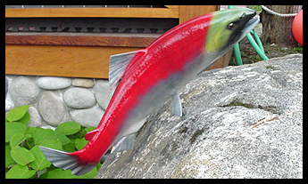 Salmon