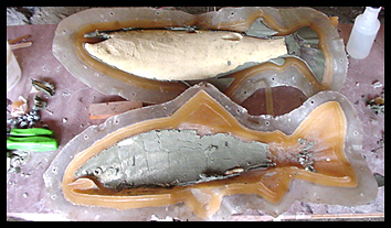 Salmon