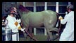 Bronze Horses