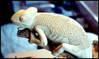 Lizard