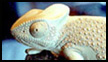 Lizard