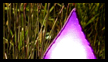 Path lamp